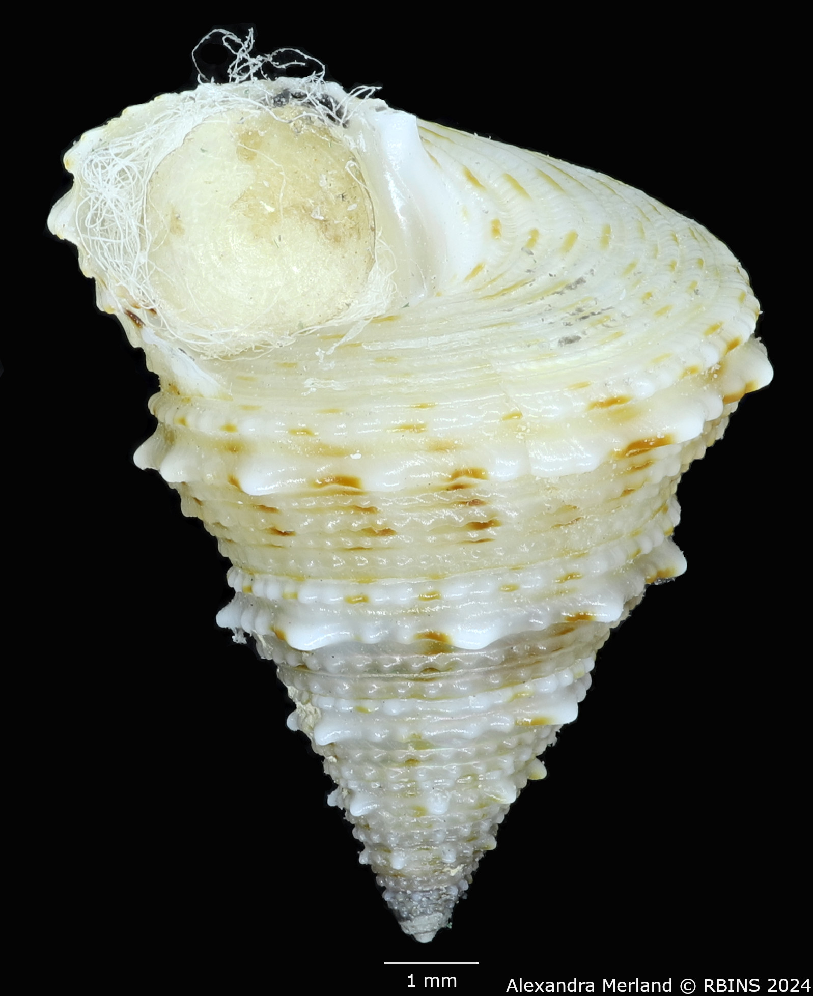 BE-RBINS-INV-MT-489-Calliostoma-dedonderi-ht-L.jpg