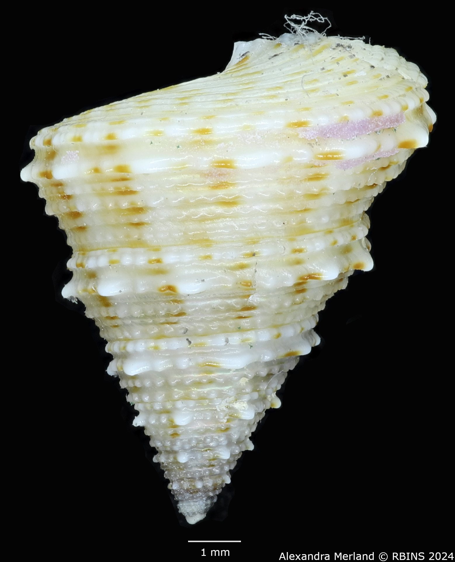 BE-RBINS-INV-MT-489-Calliostoma-dedonderi-ht-L2.jpg