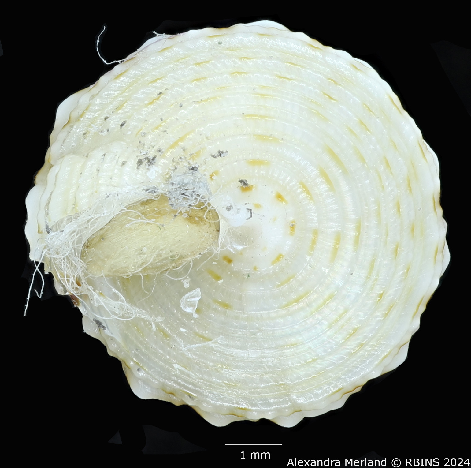 BE-RBINS-INV-MT-489-Calliostoma-dedonderi-ht-V.jpg