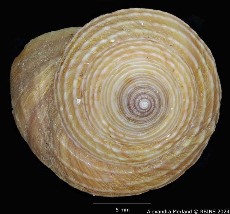 BE-RBINS-INV-MT-3539-Calliostoma-delonguevilleae-ht-D.jpg