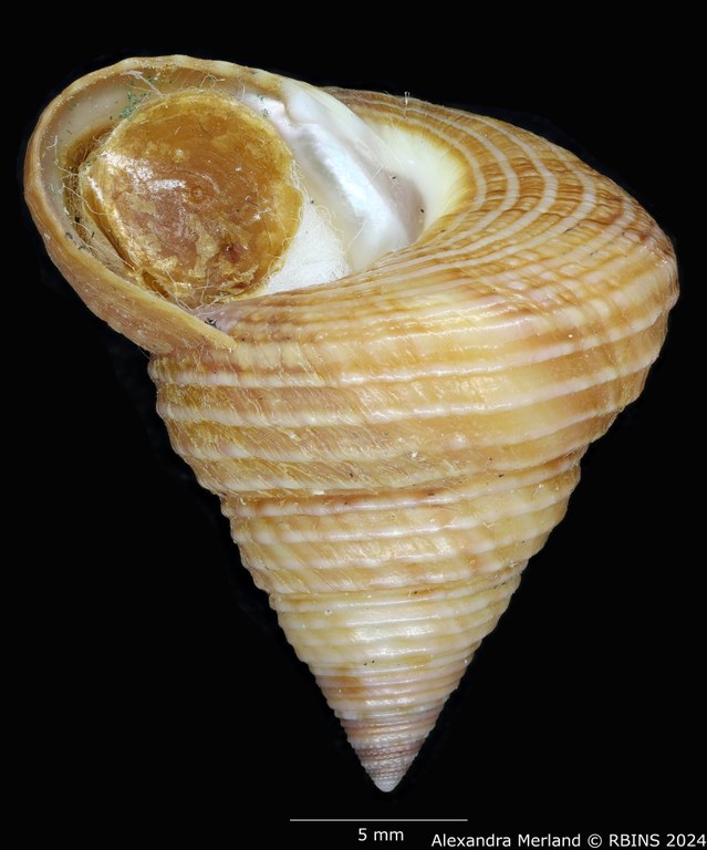 BE-RBINS-INV-MT-3539-Calliostoma-delonguevilleae-ht-L.jpg