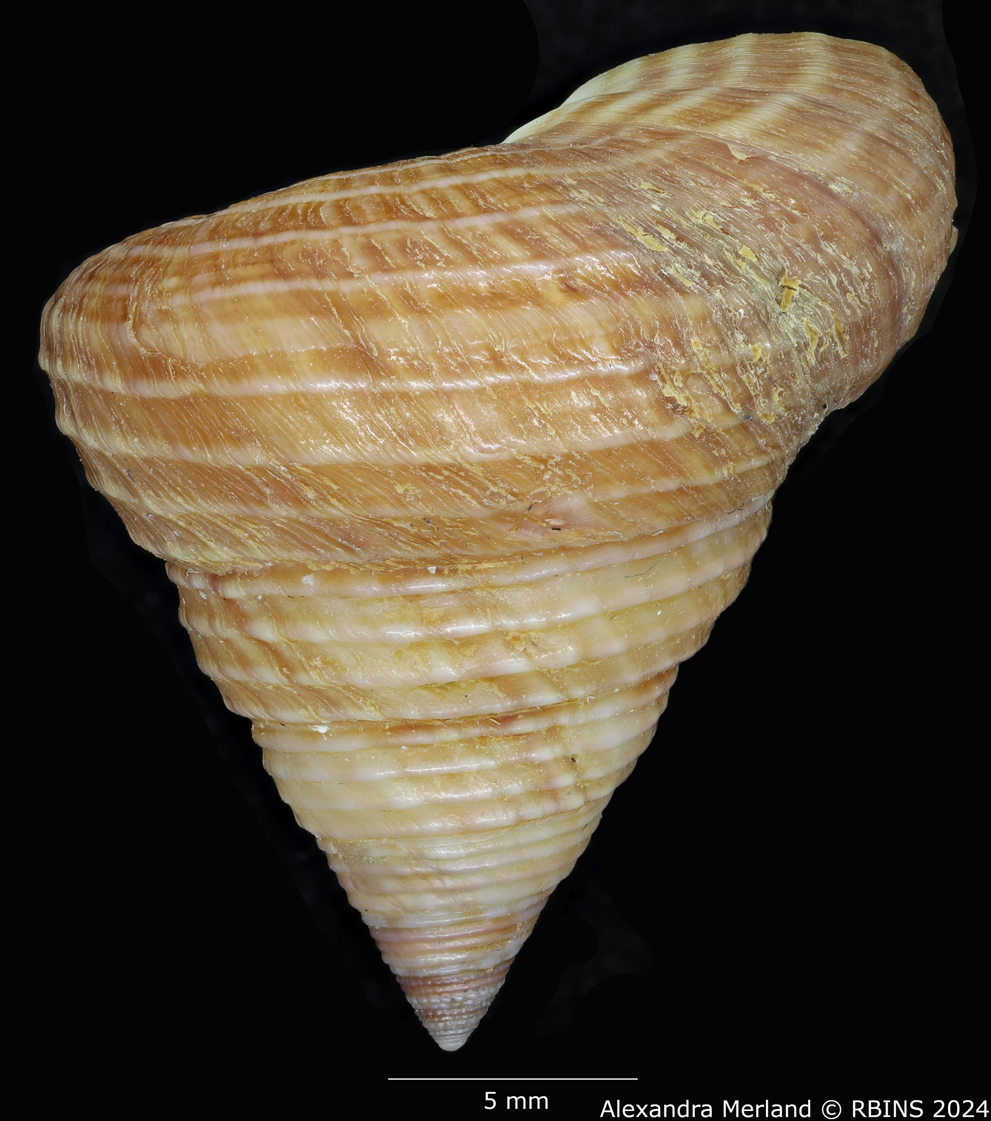 BE-RBINS-INV-MT-3539-Calliostoma-delonguevilleae-ht-L2.jpg