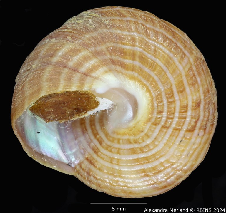 BE-RBINS-INV-MT-3539-Calliostoma-delonguevilleae-ht-V.jpg