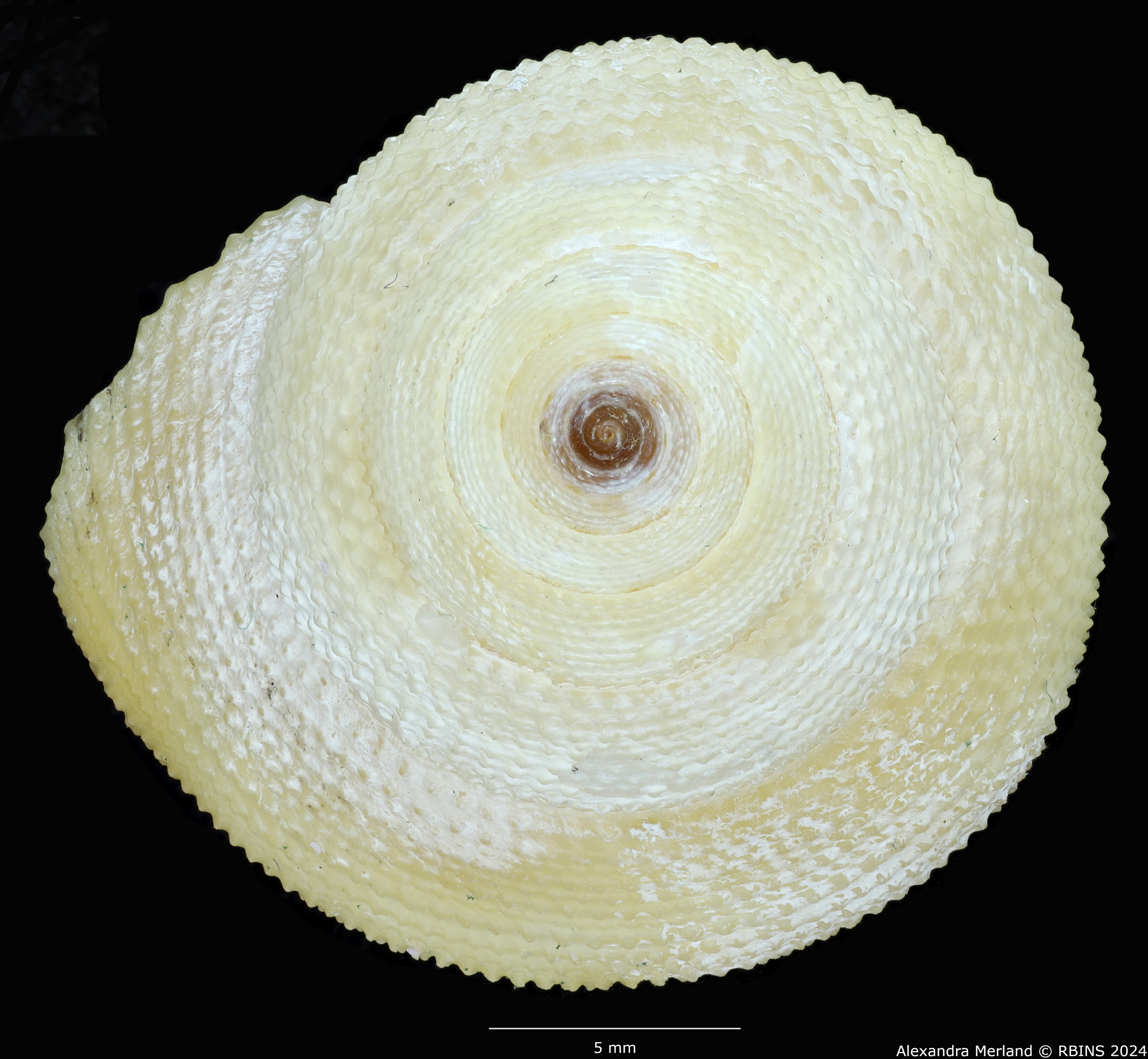 BE-RBINS-INV-MT-488-Calliostoma-houarti-ht-D.jpg