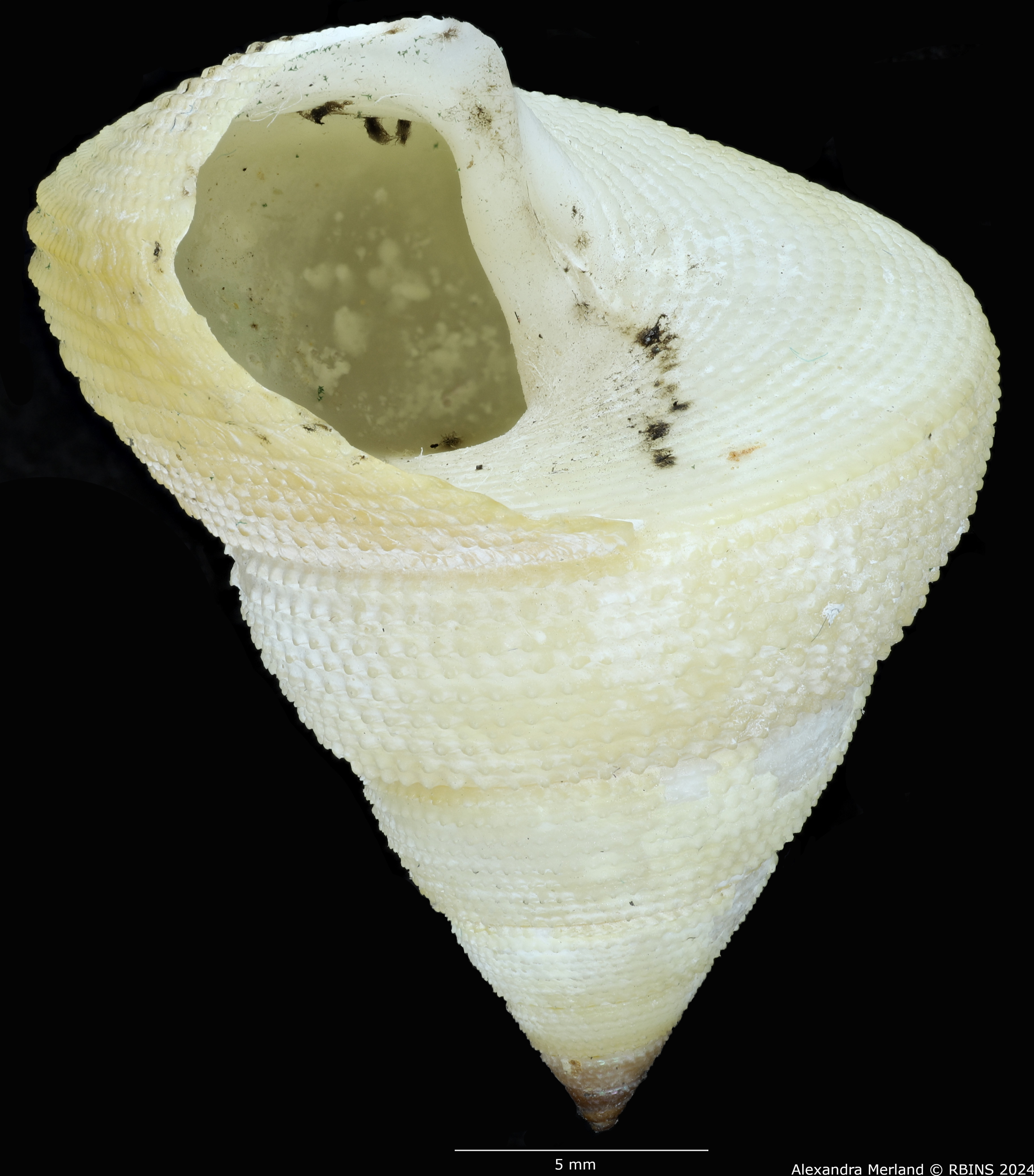 BE-RBINS-INV-MT-488-Calliostoma-houarti-ht-L.jpg