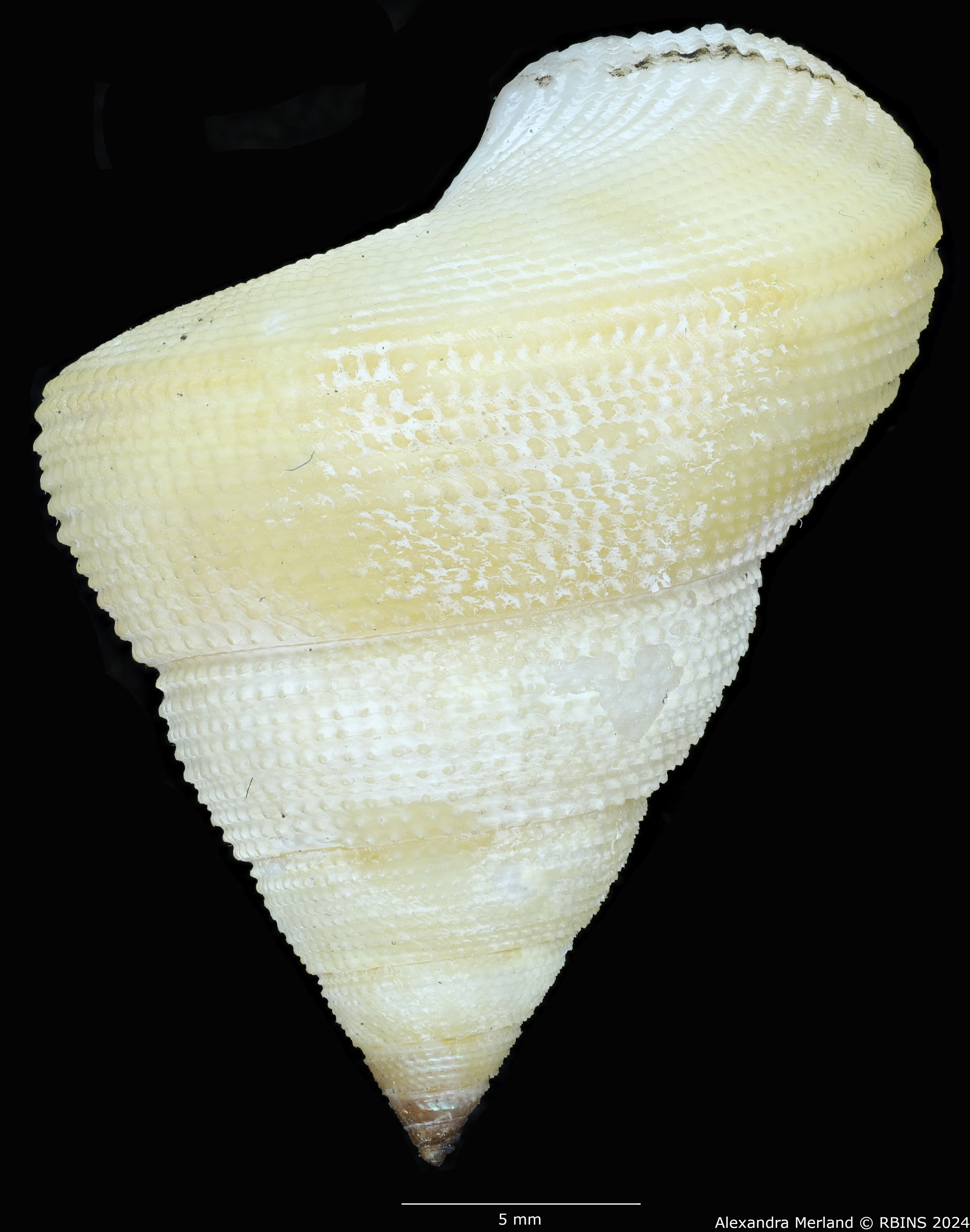 BE-RBINS-INV-MT-488-Calliostoma-houarti-ht-L2.jpg