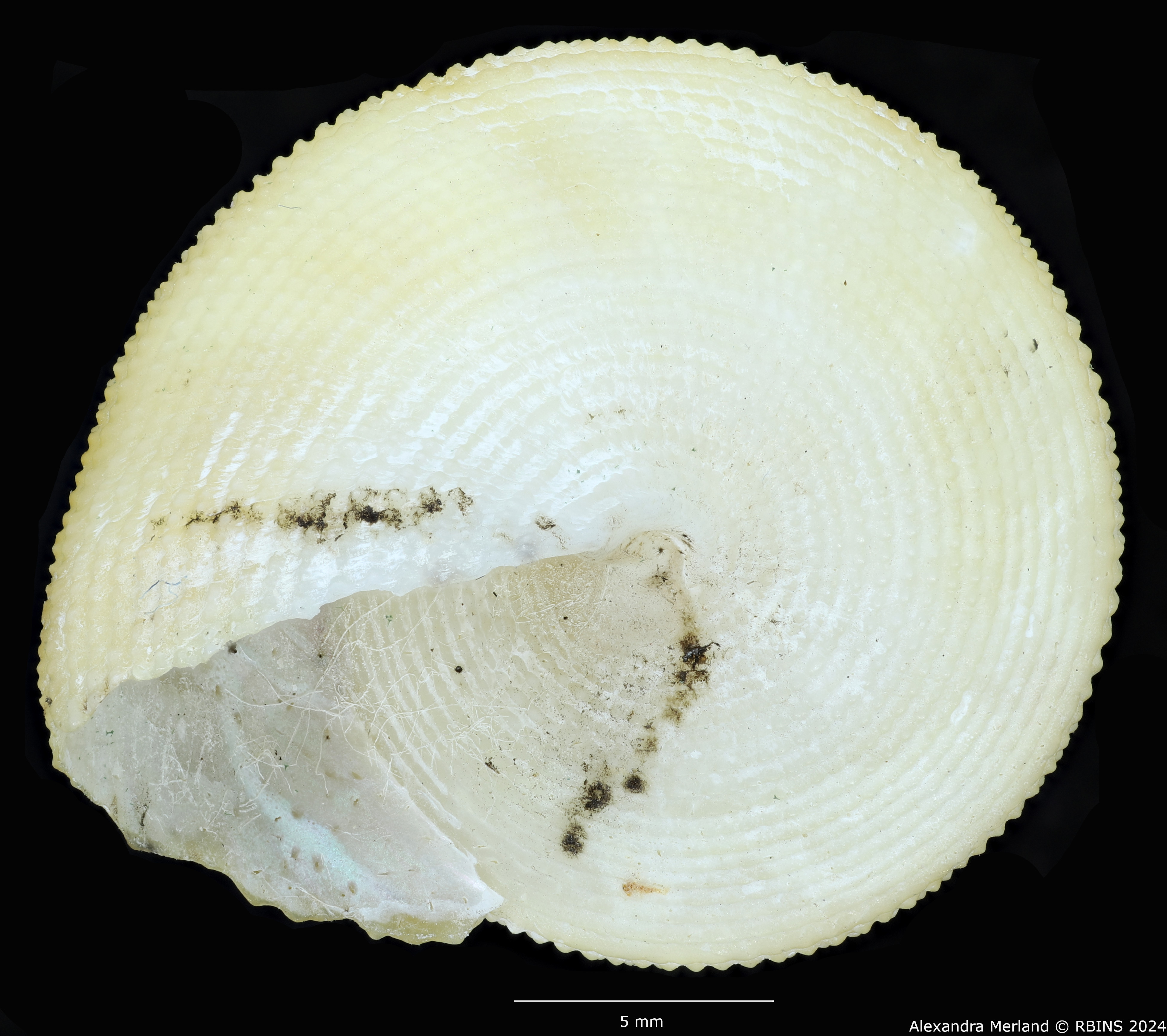 BE-RBINS-INV-MT-488-Calliostoma-houarti-ht-V.jpg