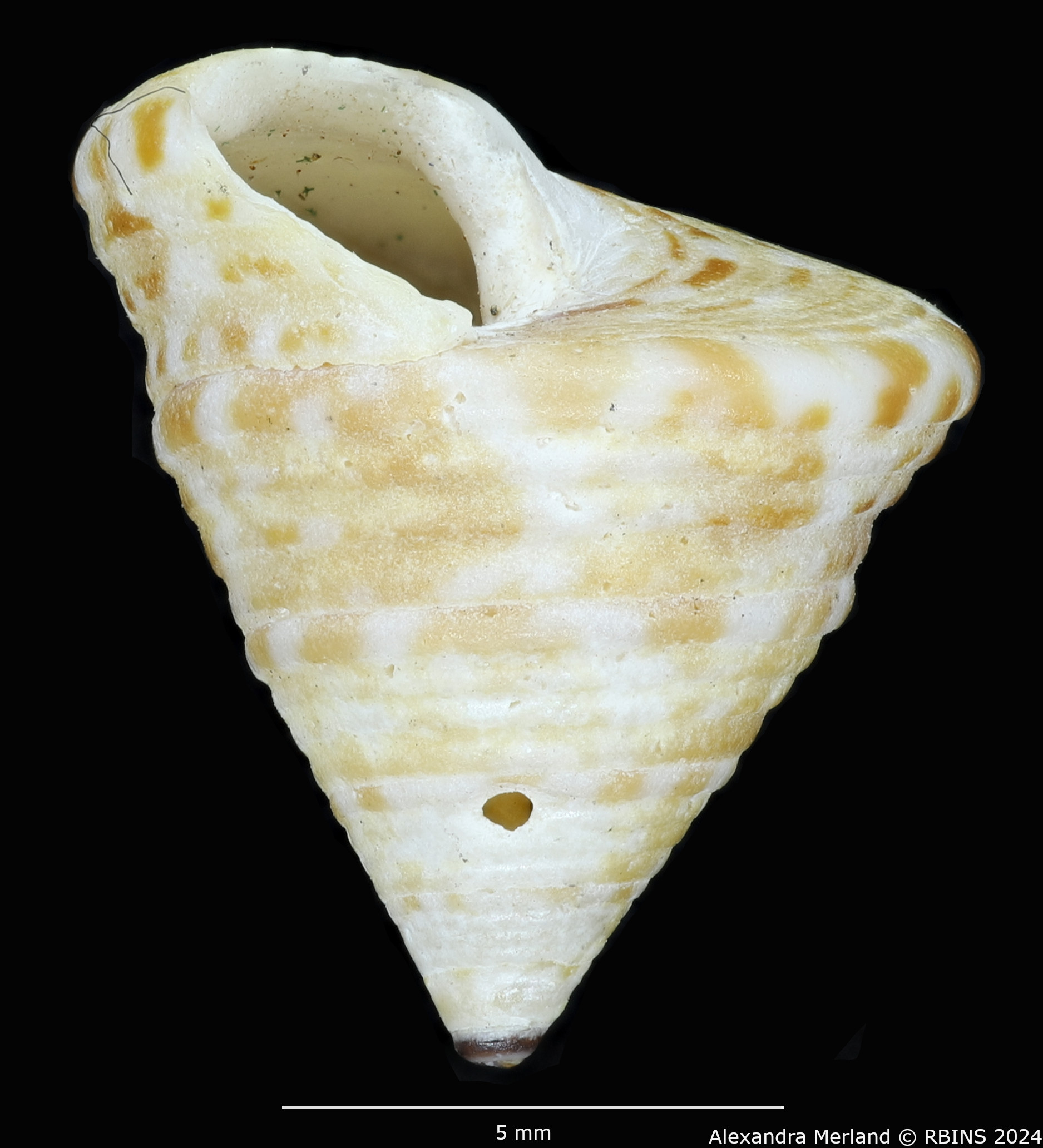 BE-RBINS-INV-MT-1913-Calliostoma-kochi-st-L.jpg