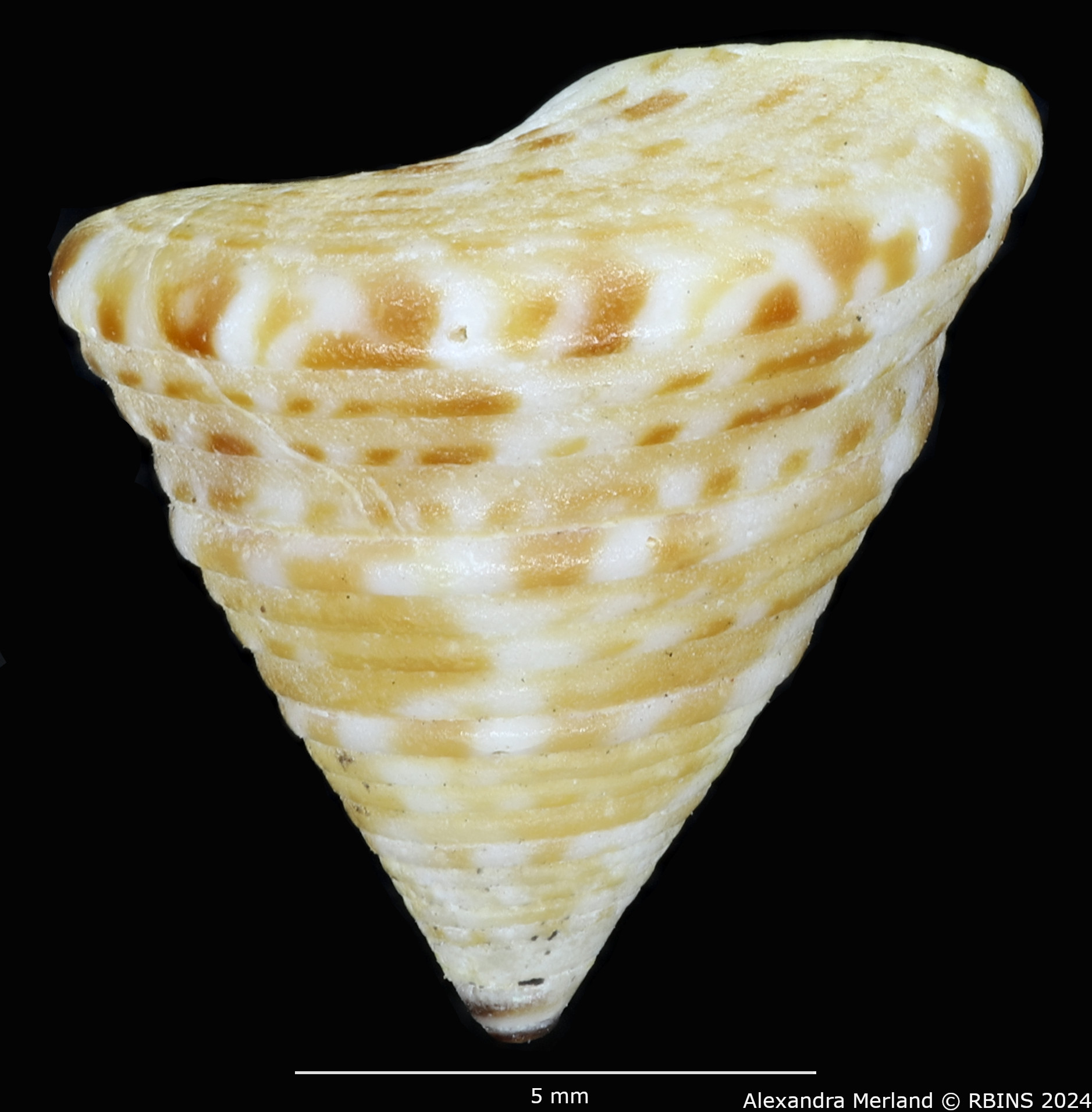 BE-RBINS-INV-MT-1913-Calliostoma-kochi-st-L2.jpg