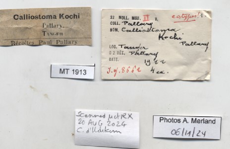 BE-RBINS-INV-MT-1913-Calliostoma-kochi-st-label.jpg