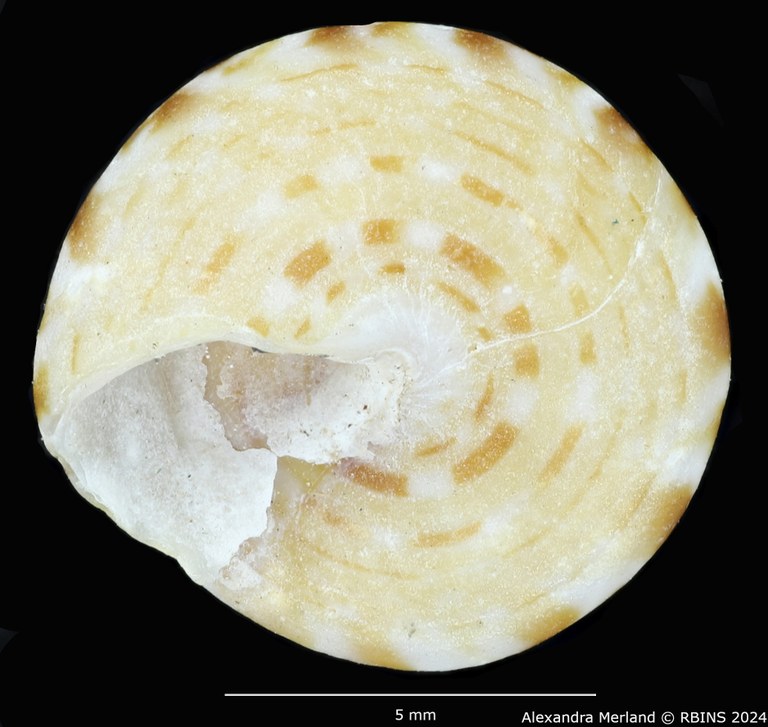 BE-RBINS-INV-MT-1913-Calliostoma-kochi-st-V.jpg