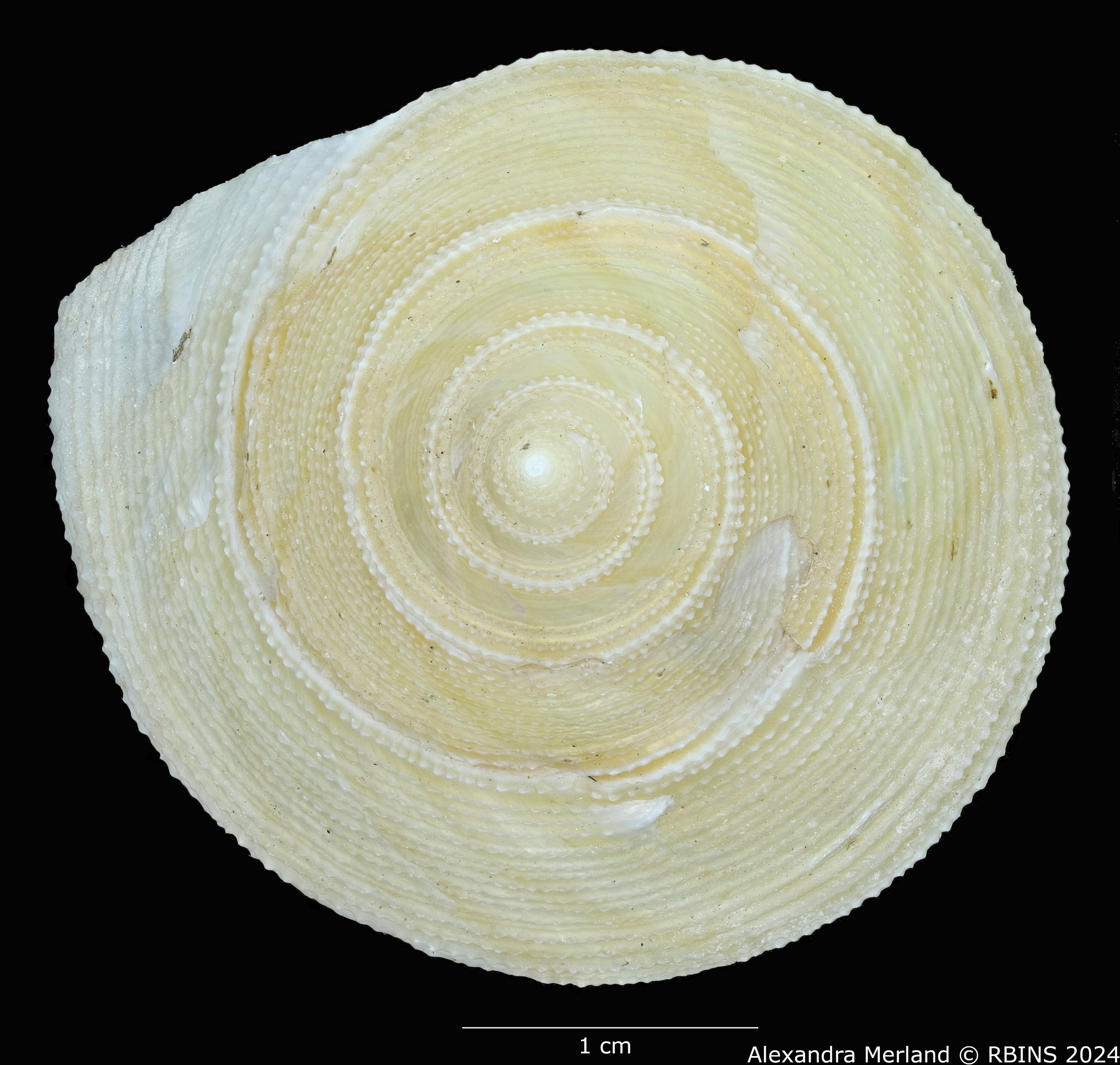 BE-RBINS-INV-MT-524-Calliostoma-madagascarensis-pt-D.jpg