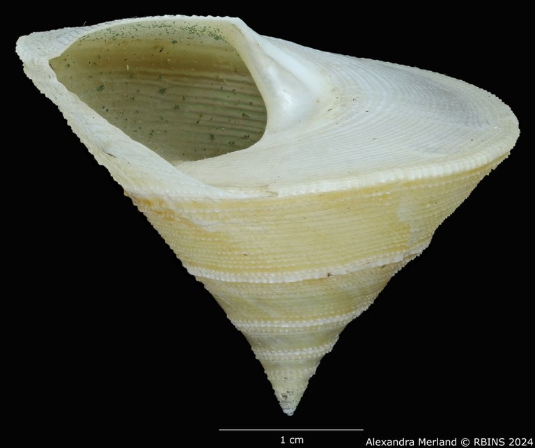 BE-RBINS-INV-MT-524-Calliostoma-madagascarensis-pt-L.jpg