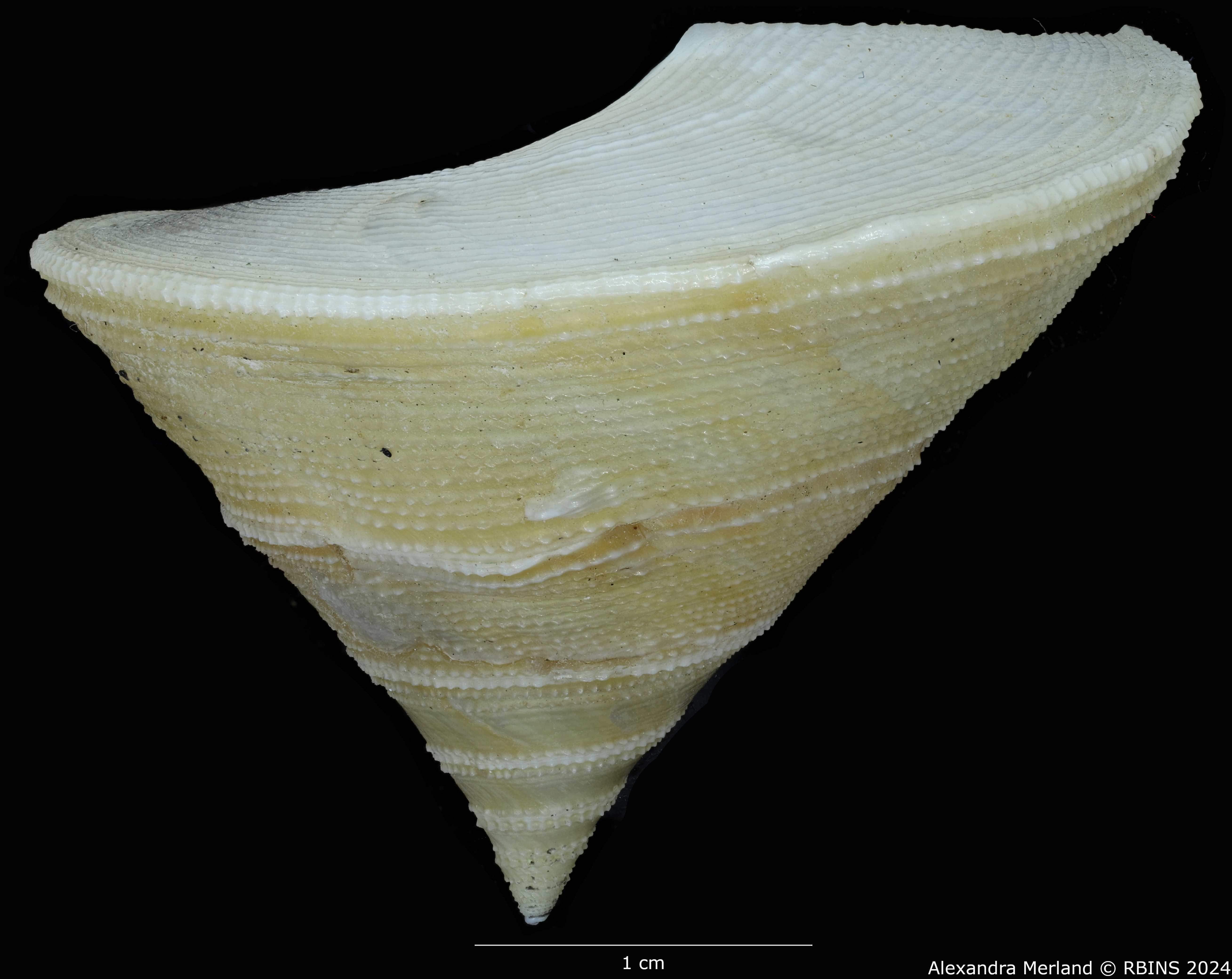 BE-RBINS-INV-MT-524-Calliostoma-madagascarensis-pt-L2.jpg