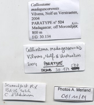 BE-RBINS-INV-MT-524-Calliostoma-madagascarensis-pt-label.jpg