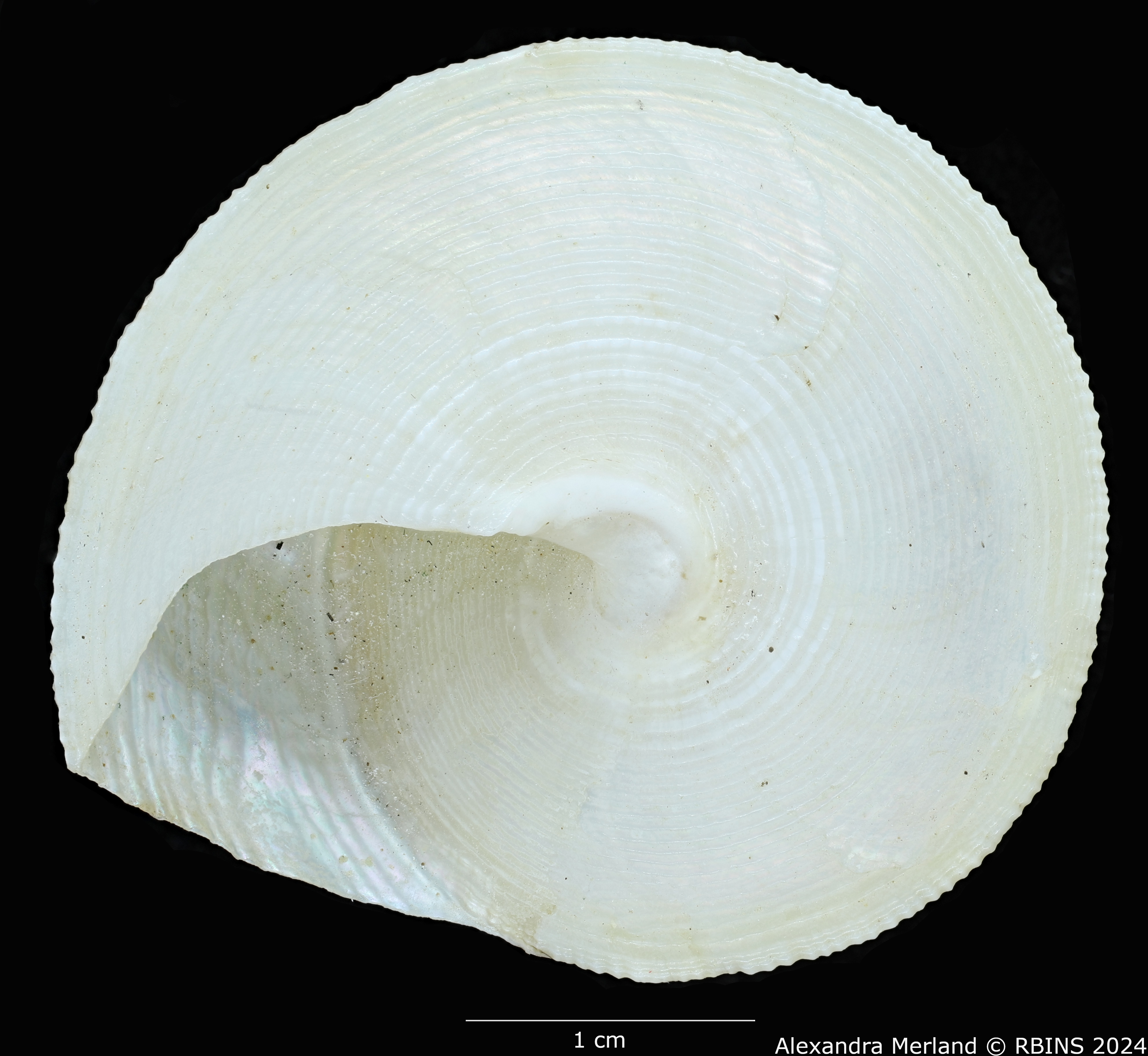 BE-RBINS-INV-MT-524-Calliostoma-madagascarensis-pt-V.jpg