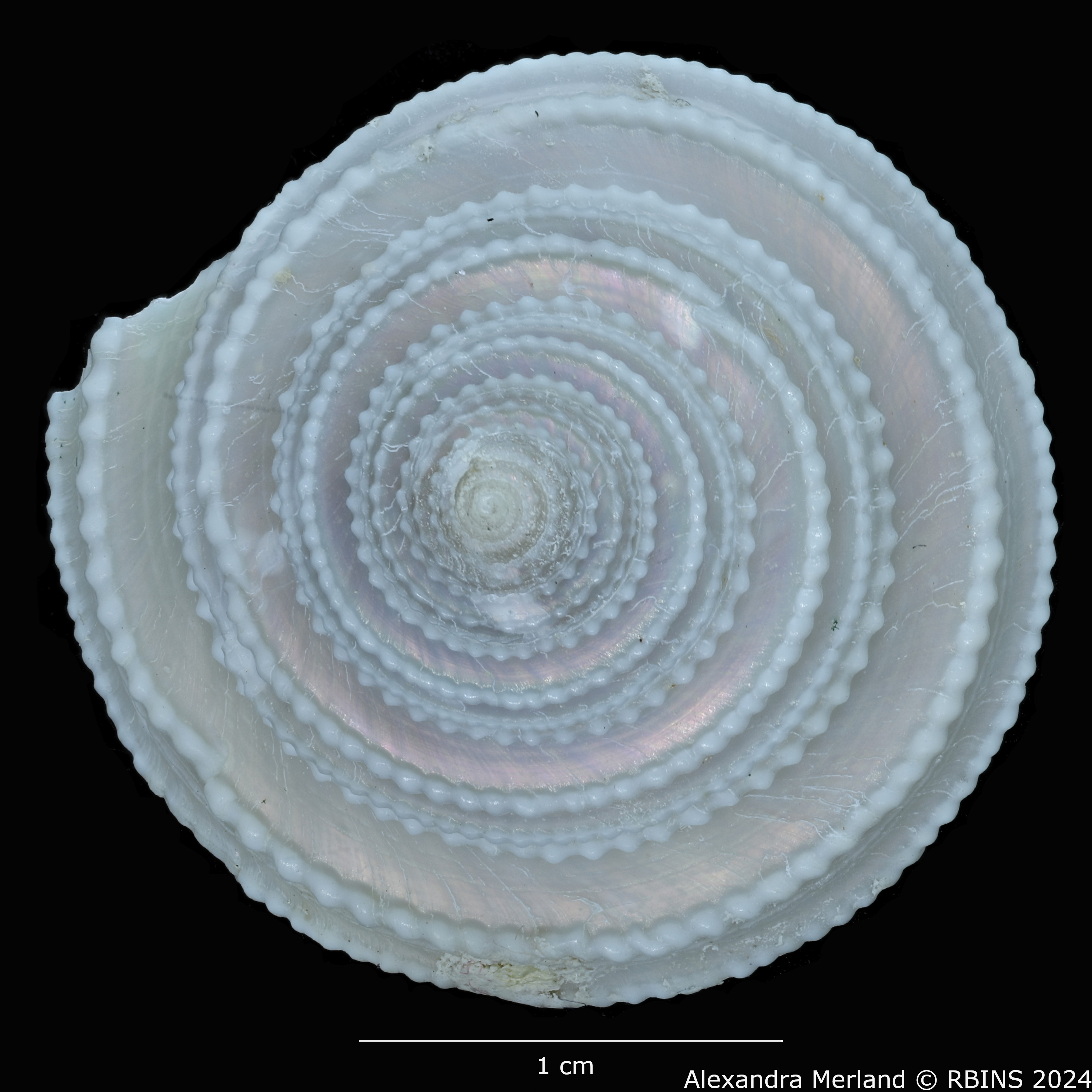 BE-RBINS-INV-MT-498-Calliostoma-muriellae-ht-D.jpg