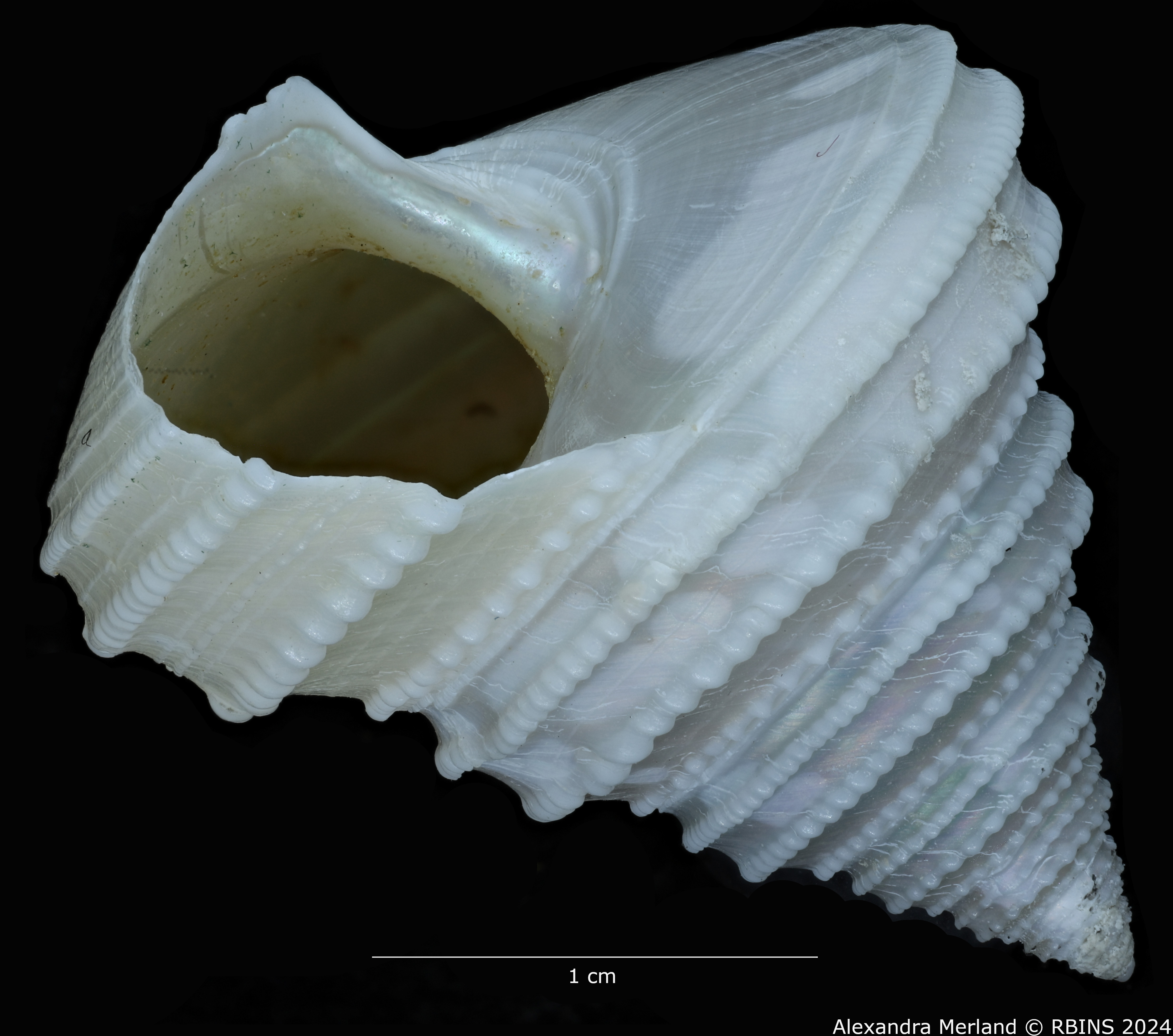 BE-RBINS-INV-MT-498-Calliostoma-muriellae-ht-L.jpg