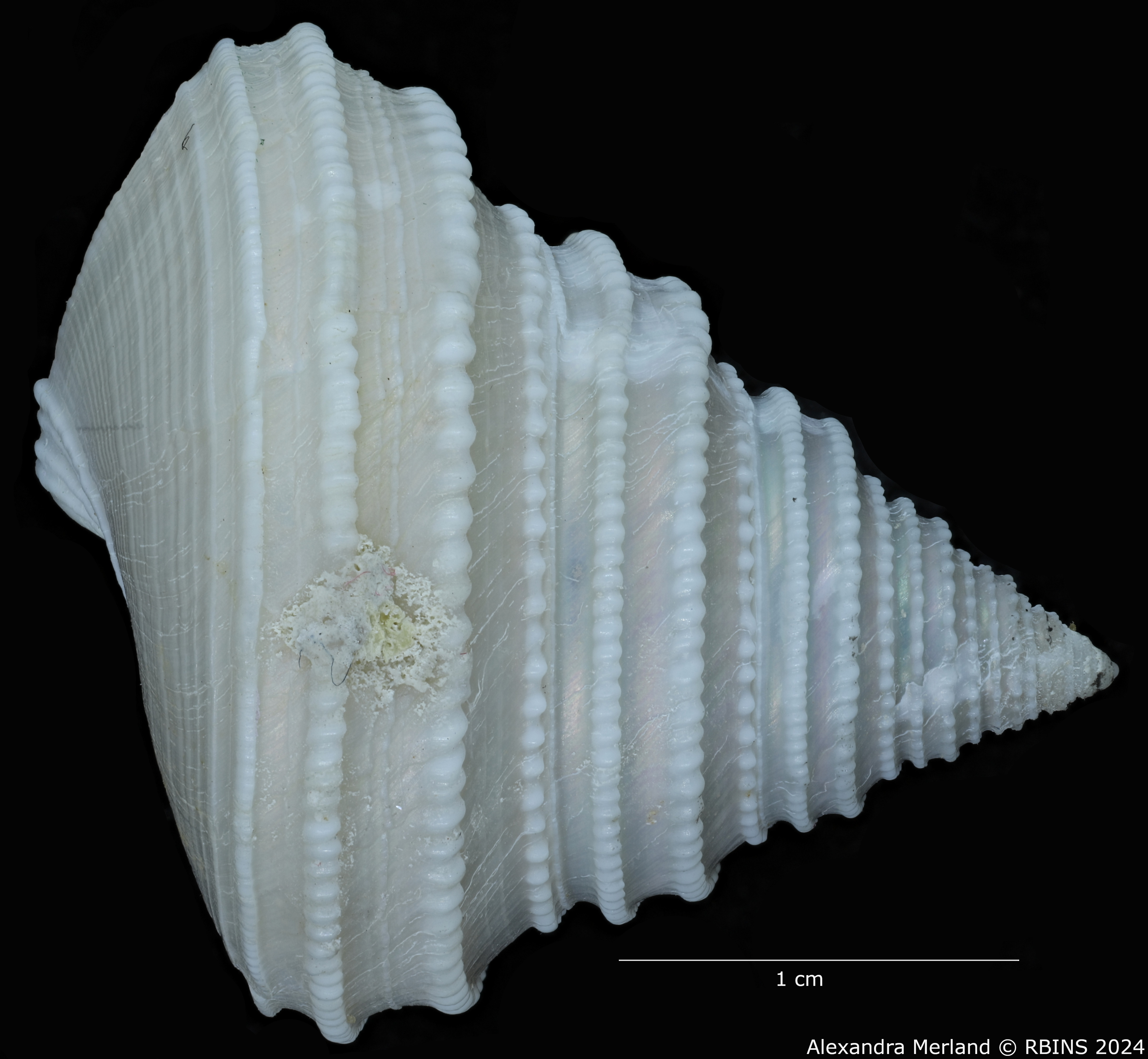 BE-RBINS-INV-MT-498-Calliostoma-muriellae-ht-L2.jpg