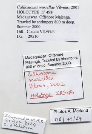 BE-RBINS-INV-MT-498-Calliostoma-muriellae-ht-label.jpg