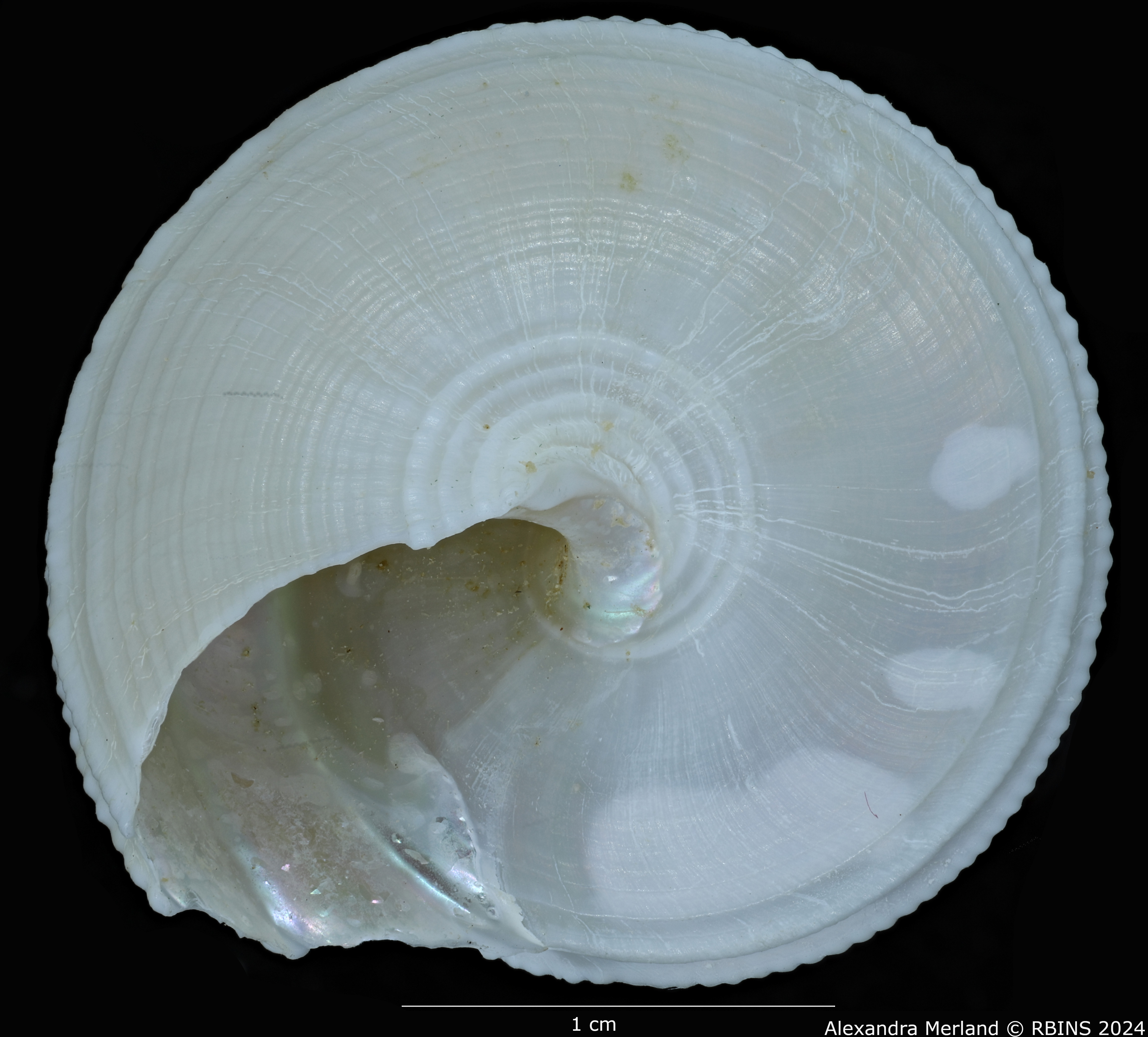 BE-RBINS-INV-MT-498-Calliostoma-muriellae-ht-V.jpg