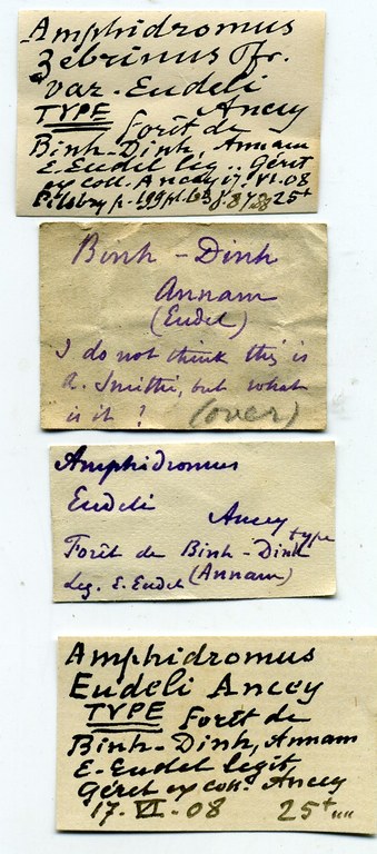 BE-RBINS-INV-MT-1897-Amphidromus-eudeli-type-label.jpg