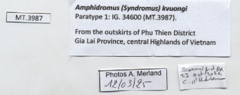 BE-RBINS-INV-MT-3987-Amphidromus-kvuongi-pt-label.jpg