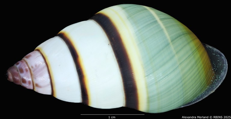 BE-RBINS-INV-MT-4041-Amphidromus-kvuongi-ht-D.jpg BE-RBINS-INV-MT-4041-Amphidromus-kvuongi-ht-D.jpg