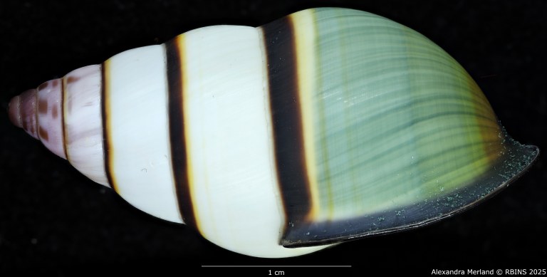 BE-RBINS-INV-MT-4041-Amphidromus-kvuongi-ht-L.jpg BE-RBINS-INV-MT-4041-Amphidromus-kvuongi-ht-L.jpg