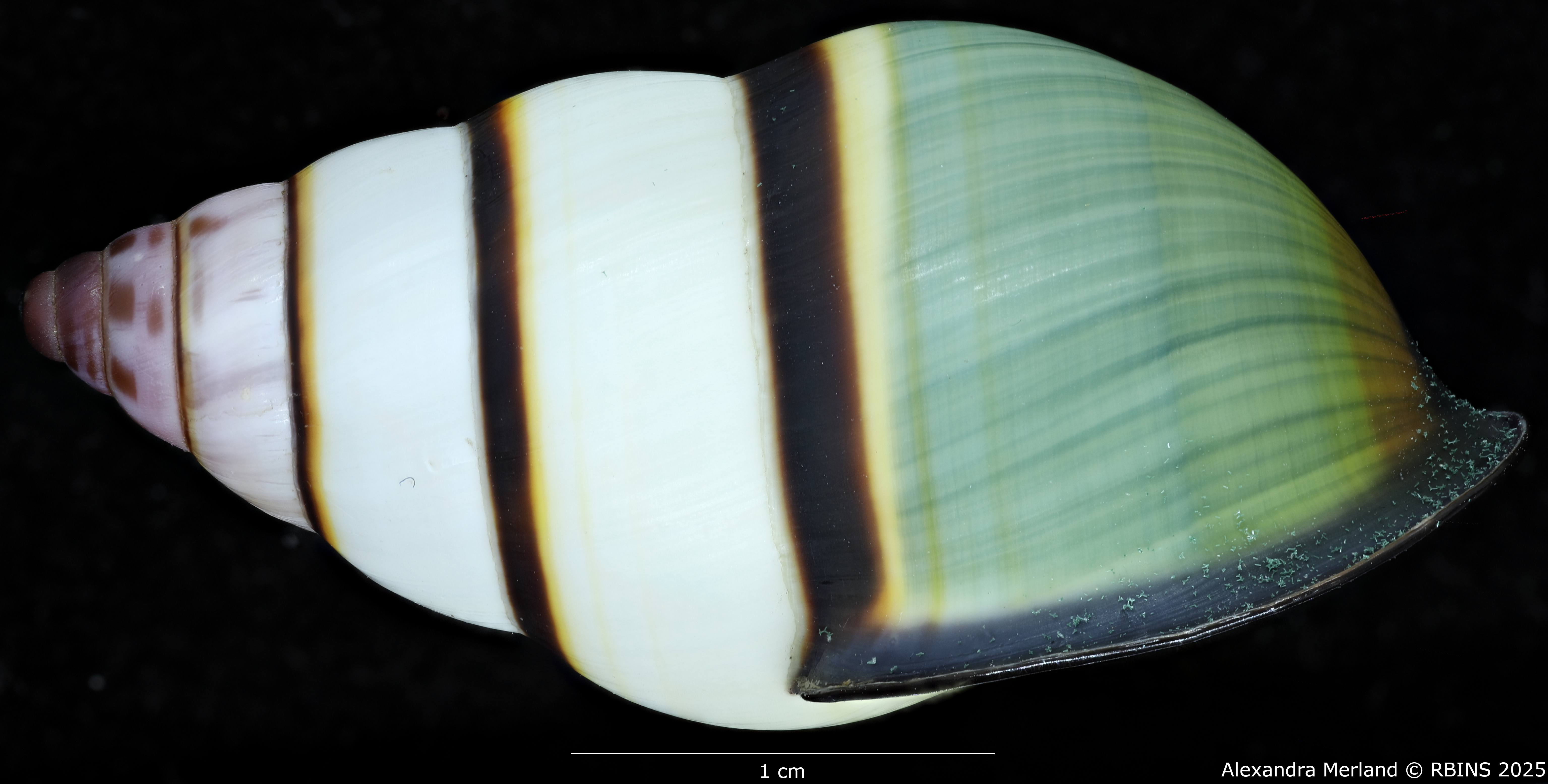 BE-RBINS-INV-MT-4041-Amphidromus-kvuongi-ht-L.jpg