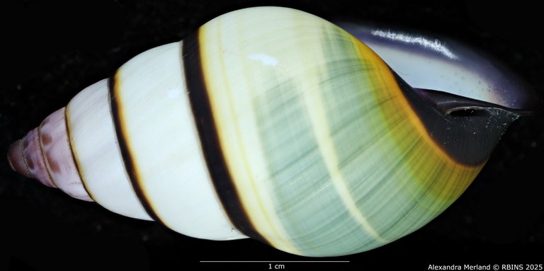 BE-RBINS-INV-MT-4041-Amphidromus-kvuongi-ht-L2.jpg BE-RBINS-INV-MT-4041-Amphidromus-kvuongi-ht-L2.jpg