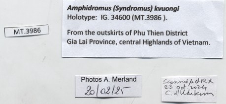 BE-RBINS-INV-MT-4041-Amphidromus-kvuongi-ht-label.jpg BE-RBINS-INV-MT-4041-Amphidromus-kvuongi-ht-label.jpg