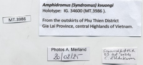 BE-RBINS-INV-MT-4041-Amphidromus-kvuongi-ht-label.jpg