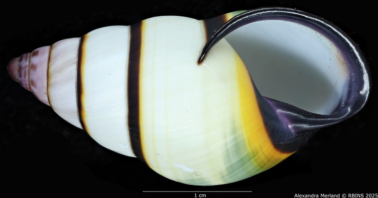 BE-RBINS-INV-MT-4041-Amphidromus-kvuongi-ht-V.jpg BE-RBINS-INV-MT-4041-Amphidromus-kvuongi-ht-V.jpg