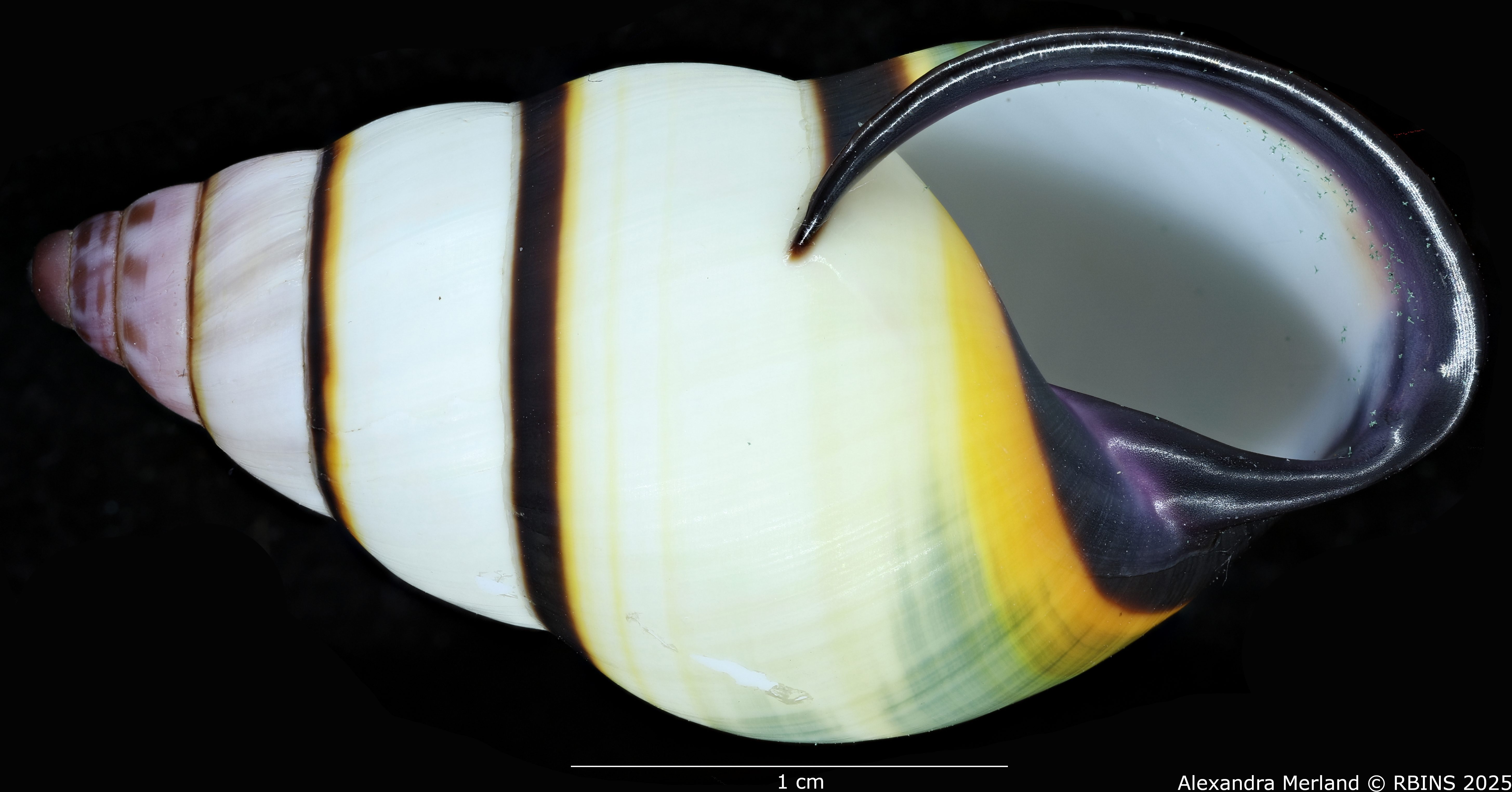 BE-RBINS-INV-MT-4041-Amphidromus-kvuongi-ht-V.jpg