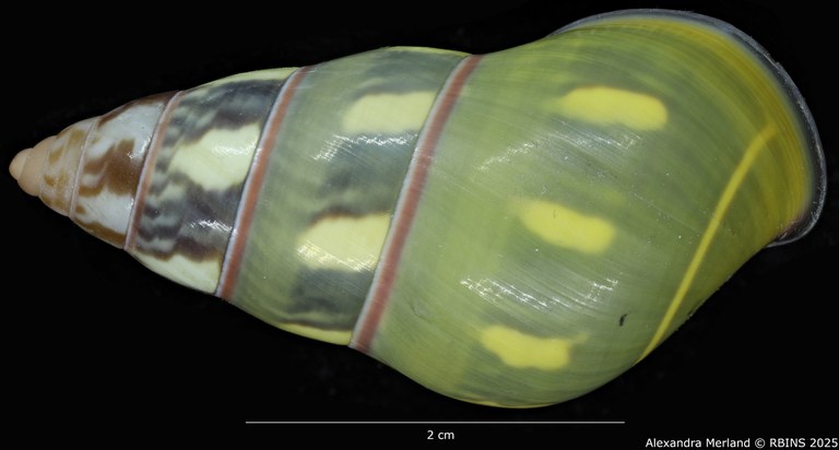 BE-RBINS-INV-MT-3859-Amphidromus-verbinneni-ht-D.jpg BE-RBINS-INV-MT-3859-Amphidromus-verbinneni-ht-D.jpg