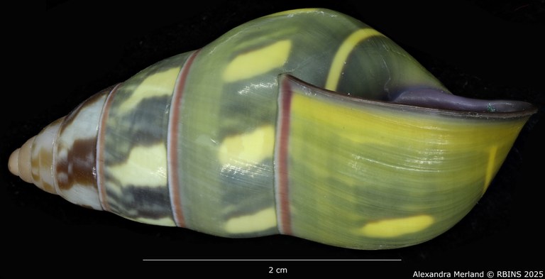 BE-RBINS-INV-MT-3859-Amphidromus-verbinneni-ht-L.jpg BE-RBINS-INV-MT-3859-Amphidromus-verbinneni-ht-L.jpg