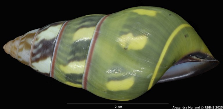 BE-RBINS-INV-MT-3859-Amphidromus-verbinneni-ht-L2.jpg BE-RBINS-INV-MT-3859-Amphidromus-verbinneni-ht-L2.jpg