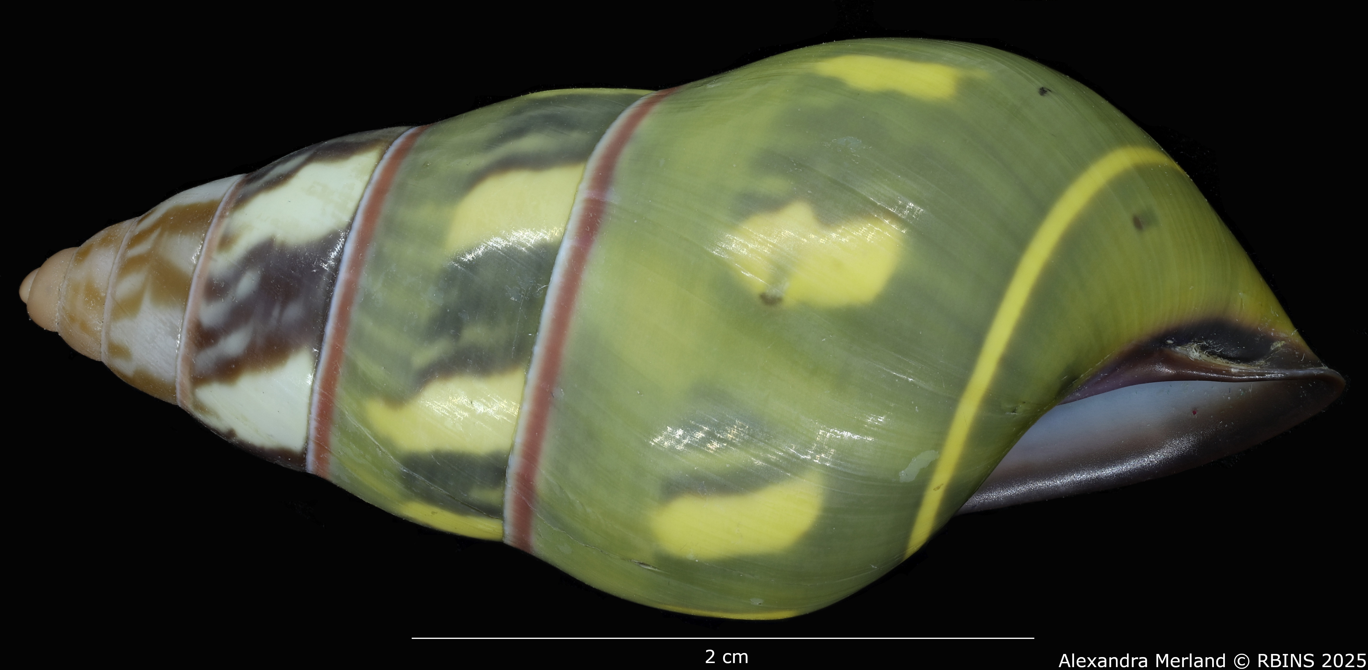 BE-RBINS-INV-MT-3859-Amphidromus-verbinneni-ht-L2.jpg