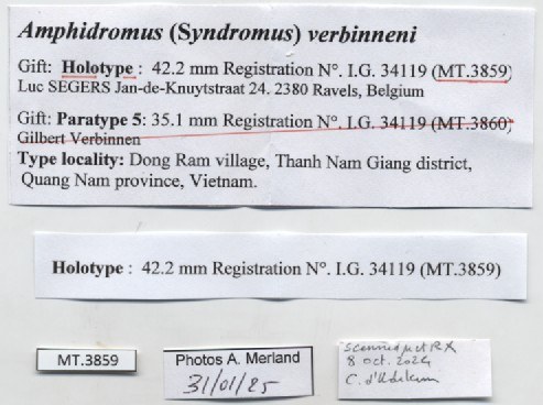 BE-RBINS-INV-MT-3859-Amphidromus-verbinneni-ht-label.jpg BE-RBINS-INV-MT-3859-Amphidromus-verbinneni-ht-label.jpg