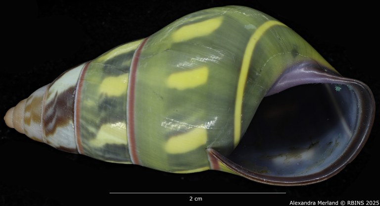 BE-RBINS-INV-MT-3859-Amphidromus-verbinneni-ht-V.jpg BE-RBINS-INV-MT-3859-Amphidromus-verbinneni-ht-V.jpg