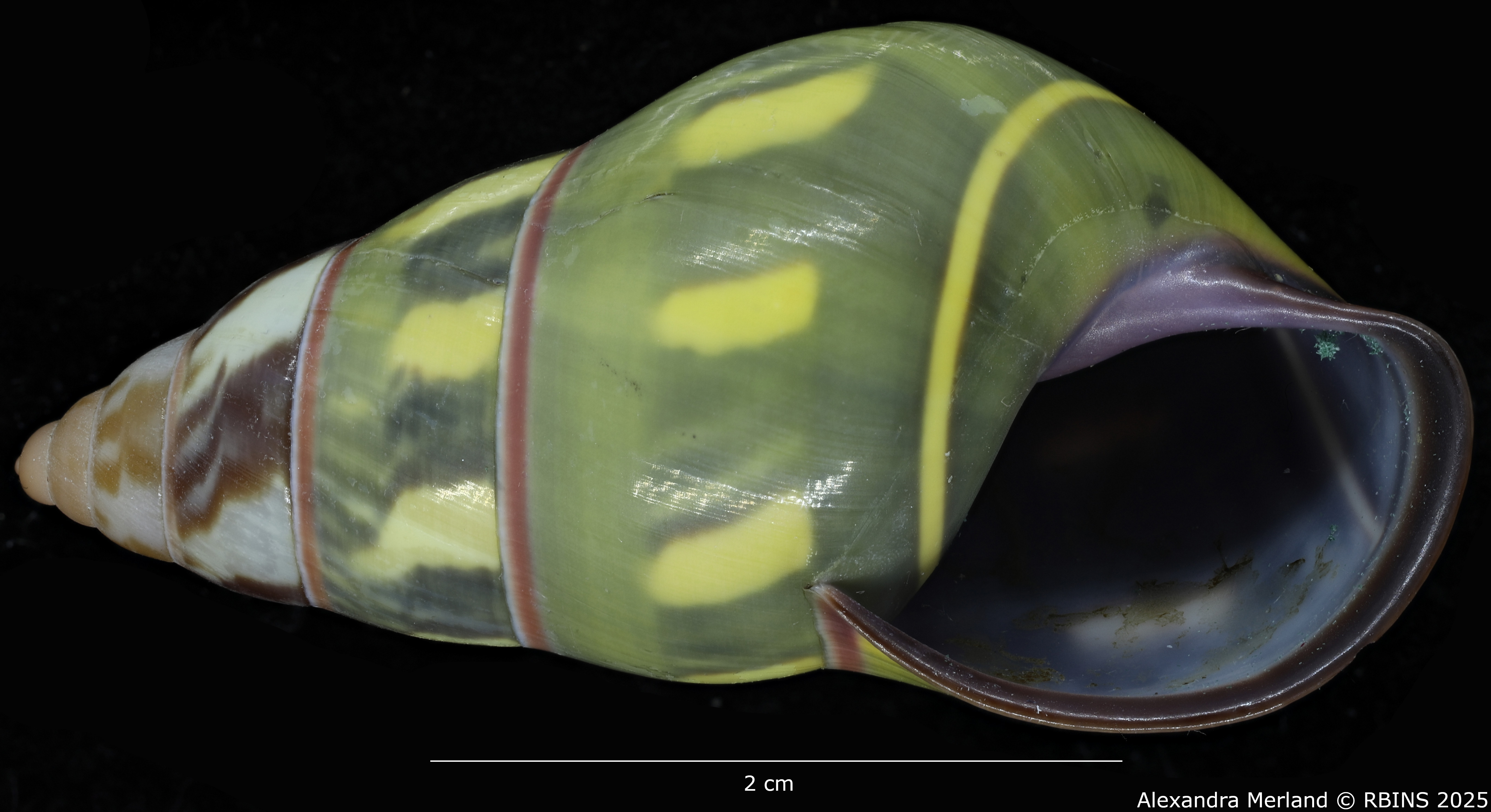 BE-RBINS-INV-MT-3859-Amphidromus-verbinneni-ht-V.jpg