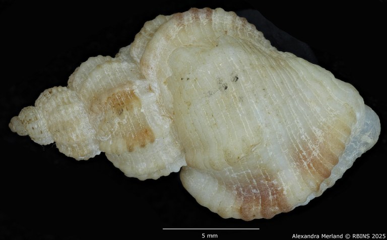 BE-RBINS-INV-MT-553-Axelella-suduirauti-ht-D.jpg