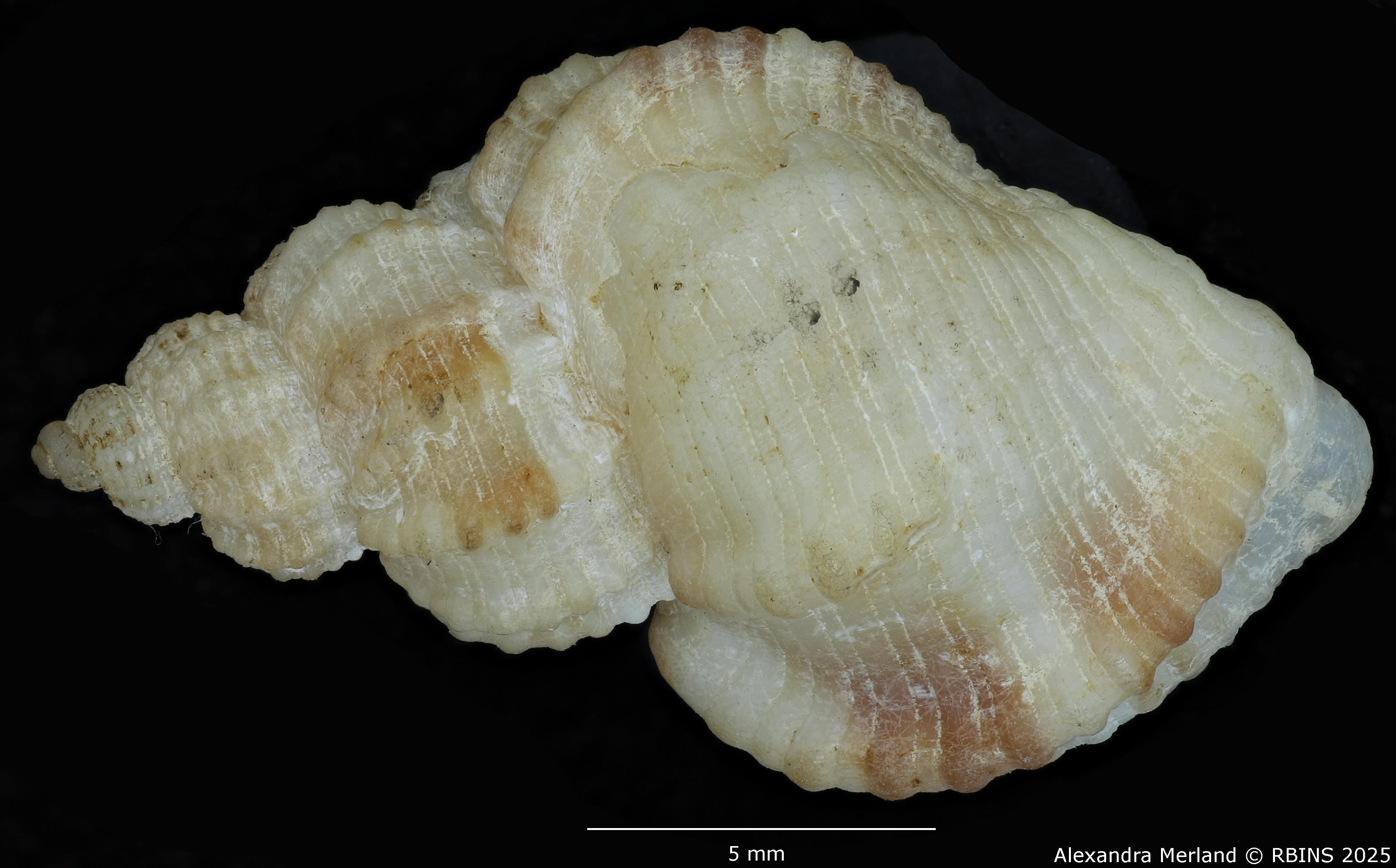 BE-RBINS-INV-MT-553-Axelella-suduirauti-ht-D.jpg
