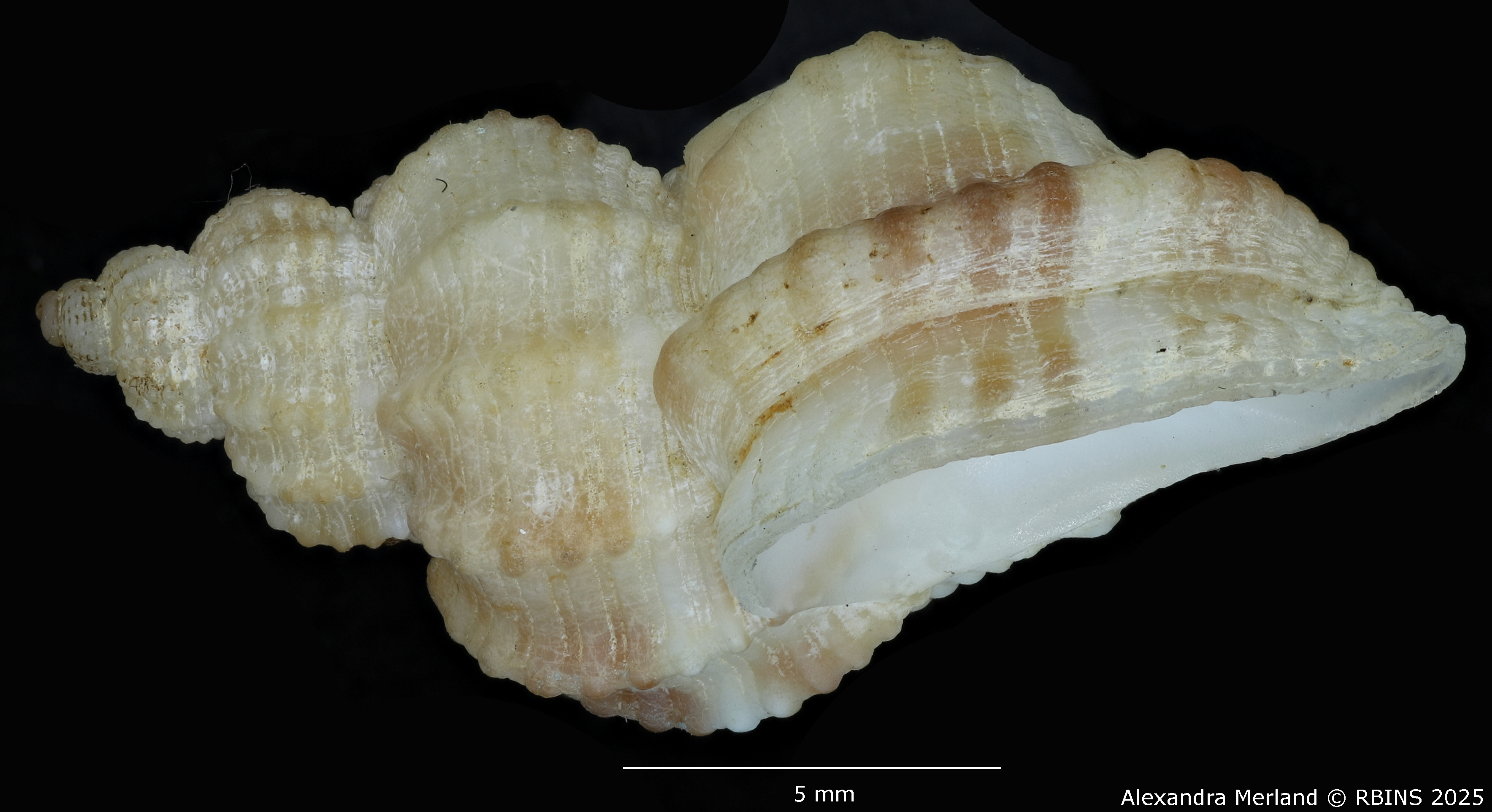 BE-RBINS-INV-MT-553-Axelella-suduirauti-ht-L.jpg
