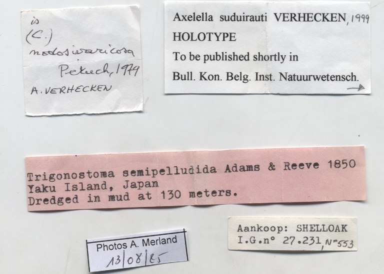 BE-RBINS-INV-MT-553-Axelella-suduirauti-ht-label.jpg