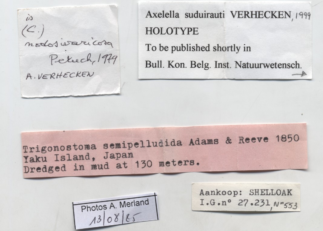 BE-RBINS-INV-MT-553-Axelella-suduirauti-ht-label.jpg