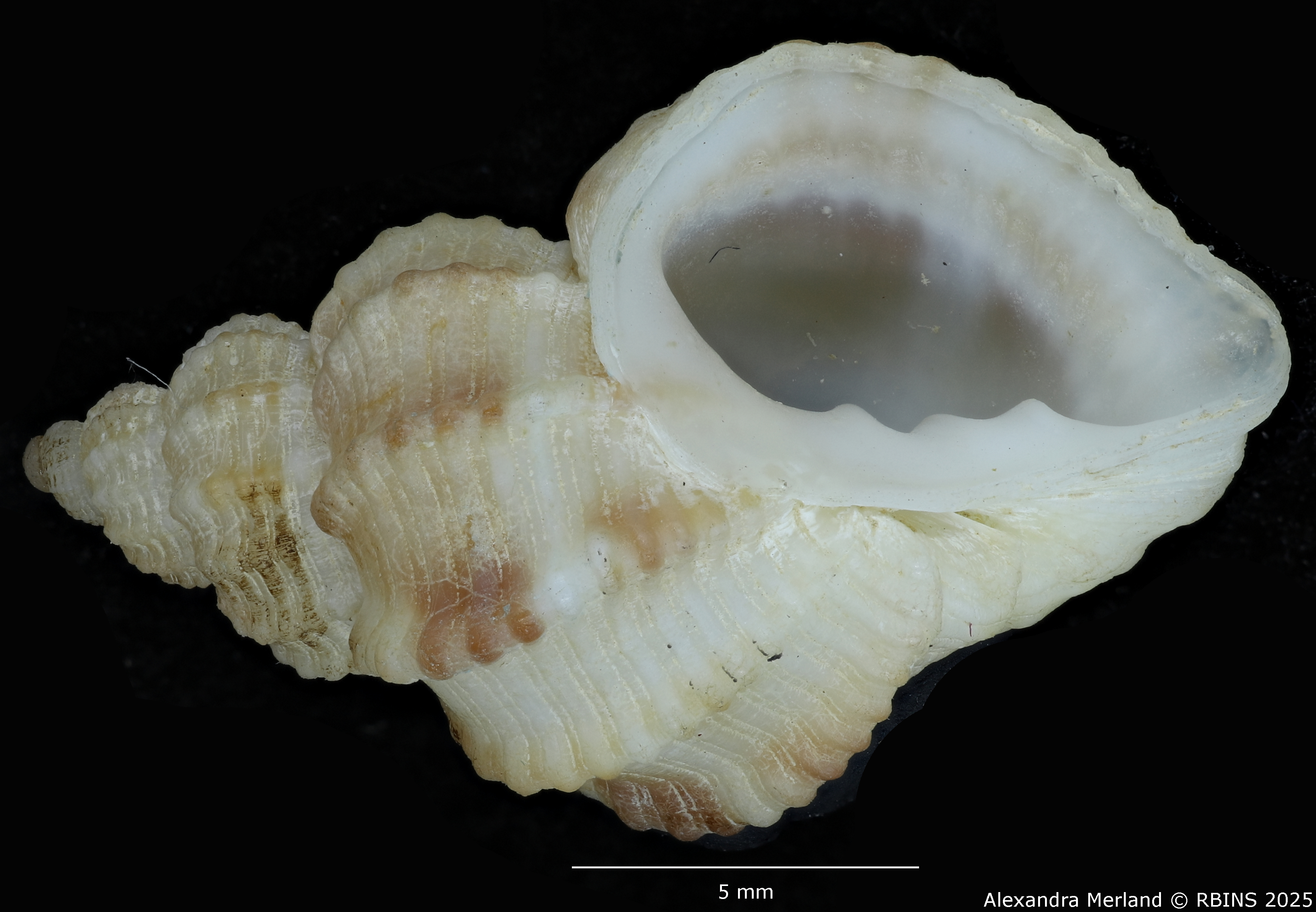 BE-RBINS-INV-MT-553-Axelella-suduirauti-ht-V.jpg