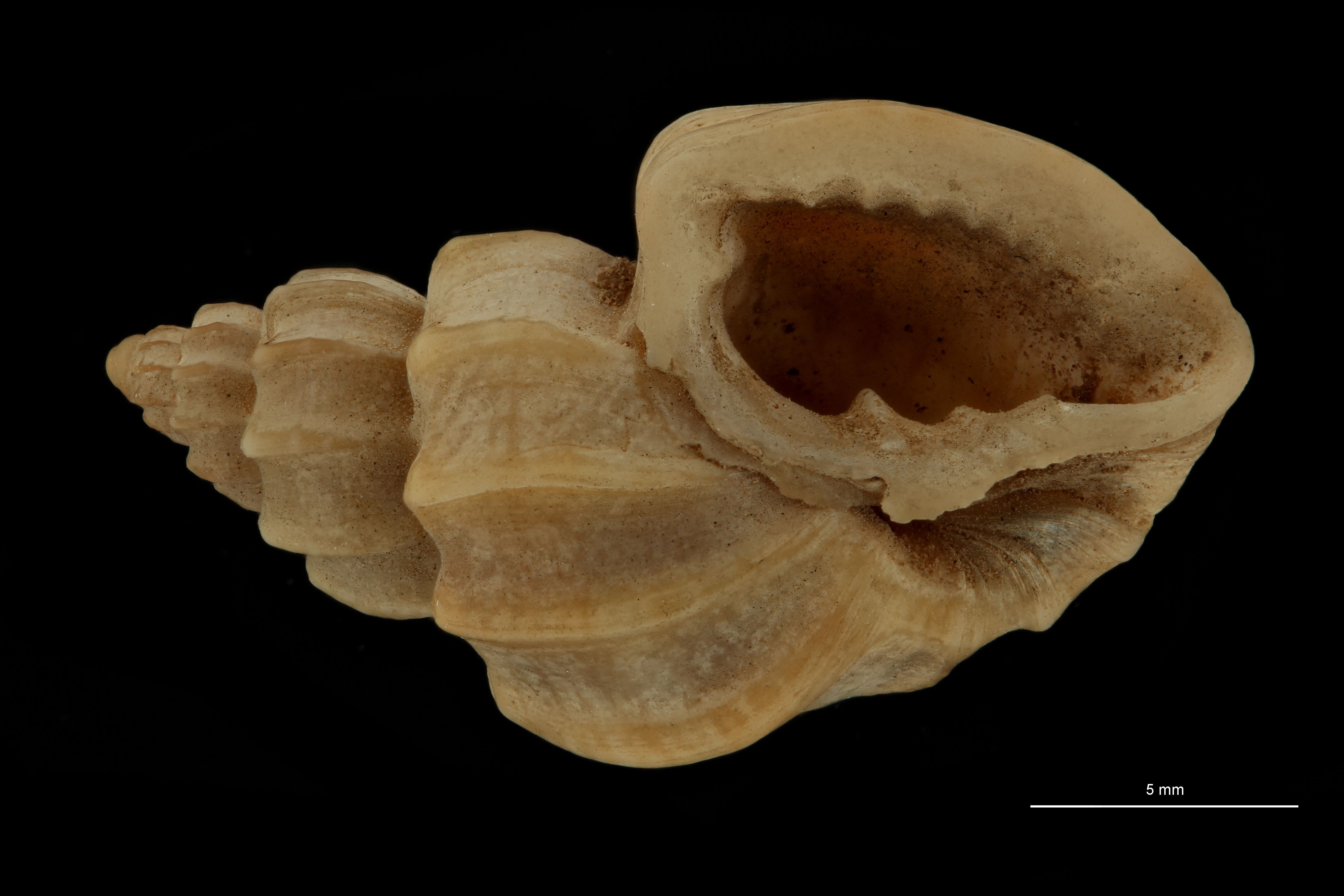 BE-RBINS-INV SYNTYPE MT.3672 Cancellaria bocageana FRONTAL.jpg