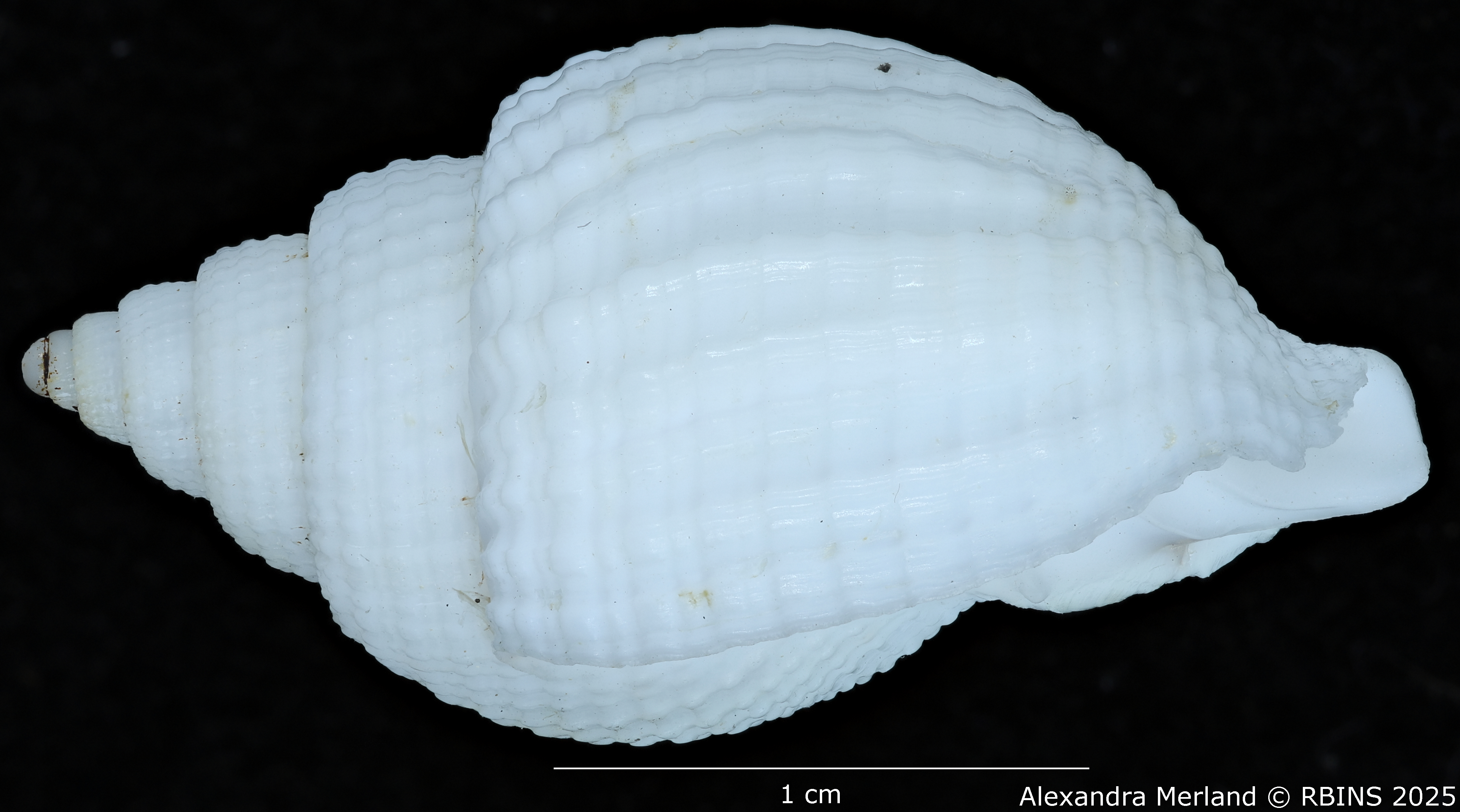 BE-RBINS-INV-MT-3171-Cancellaria-petuchi-pt-L.jpg